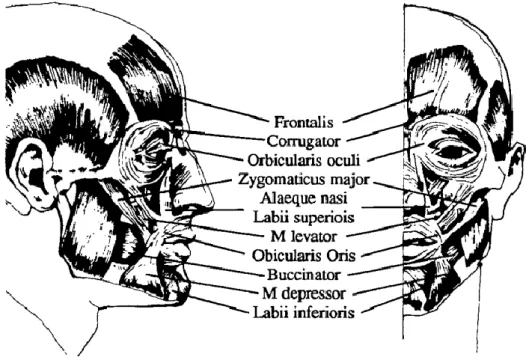 Figure 2-1 The major muscles of the face extracted from [31] 