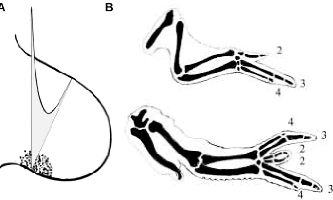 Fig. 2. Gradient models of limb development. In by Wolpert and others is shown. In with the digital formula marked according to the normal convention