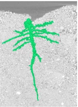 Fig.  9.1.  Segmented  root  system  of  a  tomato  plant  growing  in  uncompacted  (1.2  Mg  m -3 )  loamy  sand  soil