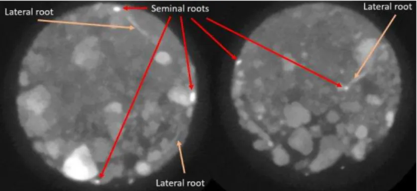 Figure 2: Grayscale images used to segment out roots showing how the different root types 203 