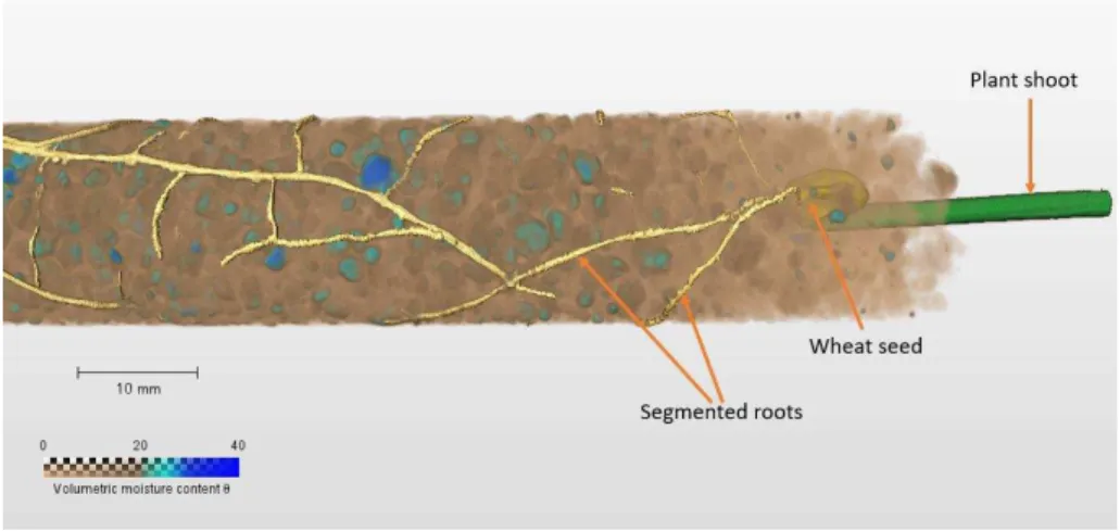 Figure 7: 3D NCT rendering of water distribution in aggregated soil where wheat seedling is 274 