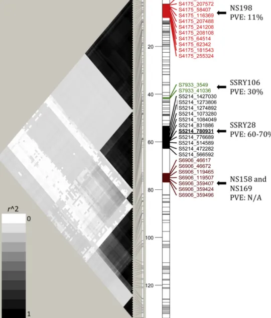 Fig. 4. Graphical display of the variation in the linkage disequilibrium (r 2 ) along linkage group 16 calculated for every pair of SNPs in the bi-parental mapping population (left); and the genetic map (right)
