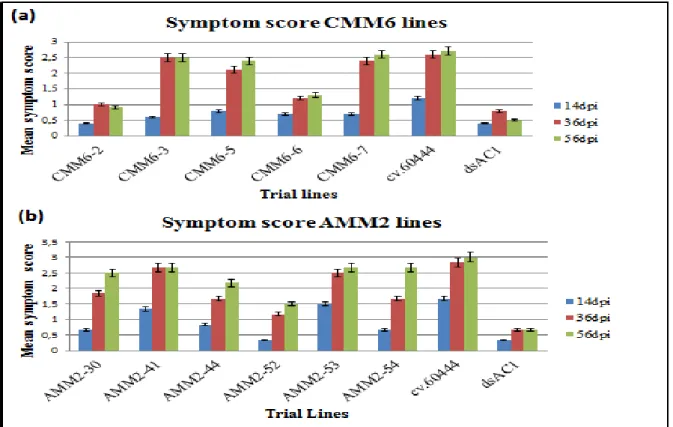 Figure  2.  8  Symptom  severity  score  of  CMM6  and  AMM2  transgenic  lines,  infected  untransformed  cv.60444  and  infected  ACMV-[NG:Ogo:90]  resistant  transgenic  line  dsAC1  agro-inoculated with infectious ACMV-[NG:Ogo:90] clones