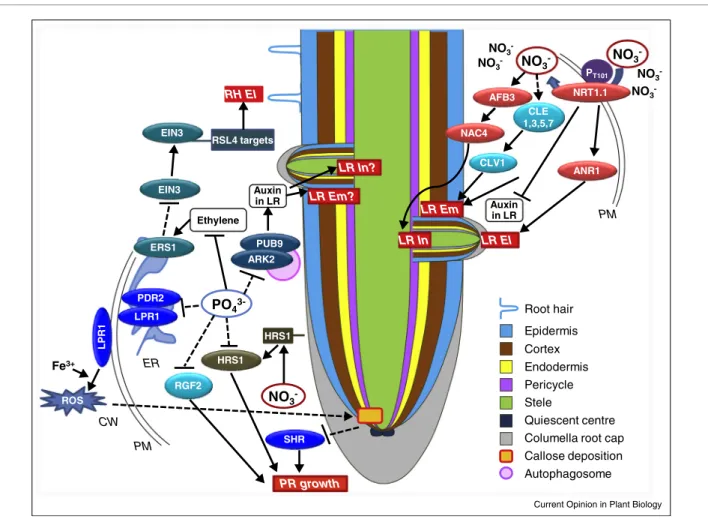 Figure 2 P T101 CLE 1,3,5,7 CLV1 PDR 2 LPR1 LPR1 PM ERCW