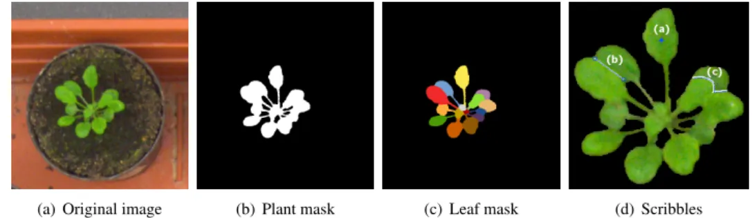 Figure 1: Example of a rosette plant (A. thaliana) and annotations. (a) Original image, (b) plant segmentation mask, and (c) leaf segmentation ground truth