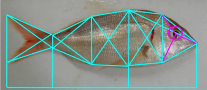 Figure 5. FishAPP feature extracted. Blue and pink lines represent the morphological dimensions of the fish.