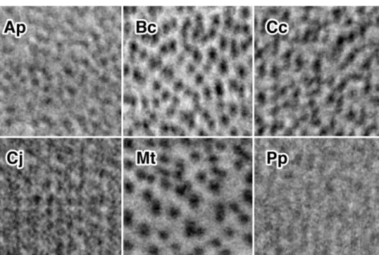 Fig. 6. Predicted accuracies using (a) GLCM and (b) LBP. Numbers in brackets show the number of the texture features.