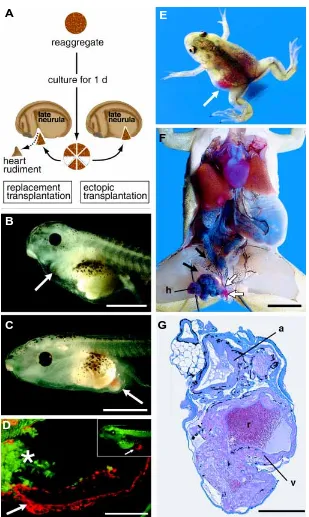 Fig. 3. In vivo transplantation of the in vitro-induced heartrudiments. (A) Two types of in vivo heart transplantations.
