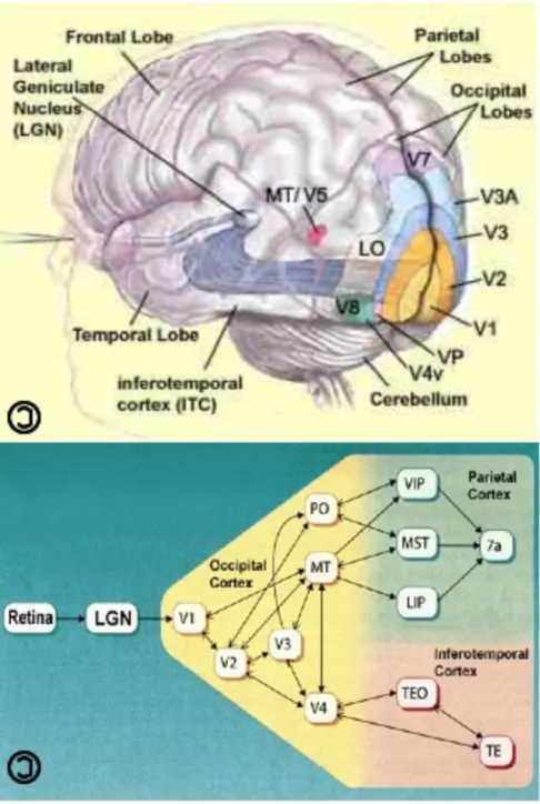 Figure 2-1. Visual processing pathways. (Top) The visual processing hierarchy is  shown  diagrammatically