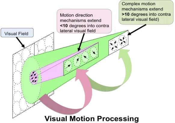 Figure  2-2.  Schematic  diagram  illustrating  the  functional  hierarchy  of  visual  motion  processing  between  the  middle  temporal  (MT)  and  medial  superior  temporal  (MST)  areas