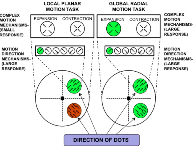 Figure  3-1.  Schematic  diagram  of  the  motion  mechanisms  associated  with  the  global  and  local  motion  tasks