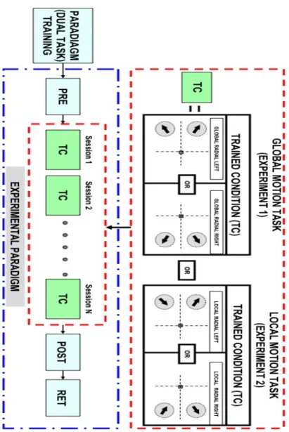 Figure 3-6. Experimental Paradigm for the Global motion task (Exp.1) and Local  motion  Task  (Exp