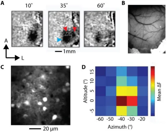 Figure 3-1 Targeted expression of GCaMP in V1 neurons 