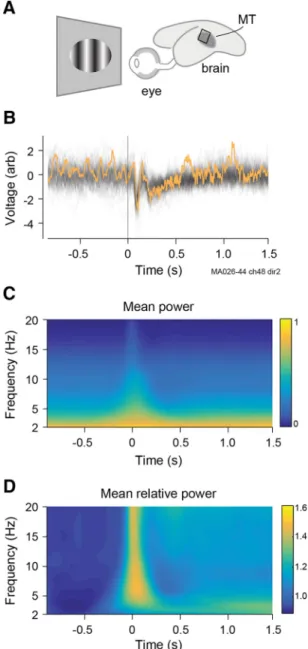 Figure 1. Experimental recordings of LFPs. A, Representation of marmoset eye and brain showing approximate position of MT area and electrode array