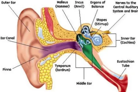 Figure 1.5. Key structures of the outer, middle and inner human ear. (Hearing Haven  website, retrieved 21 September 2016, from  http://www.hearinghaven.com/how-do-we-hear/ear-diagram/)