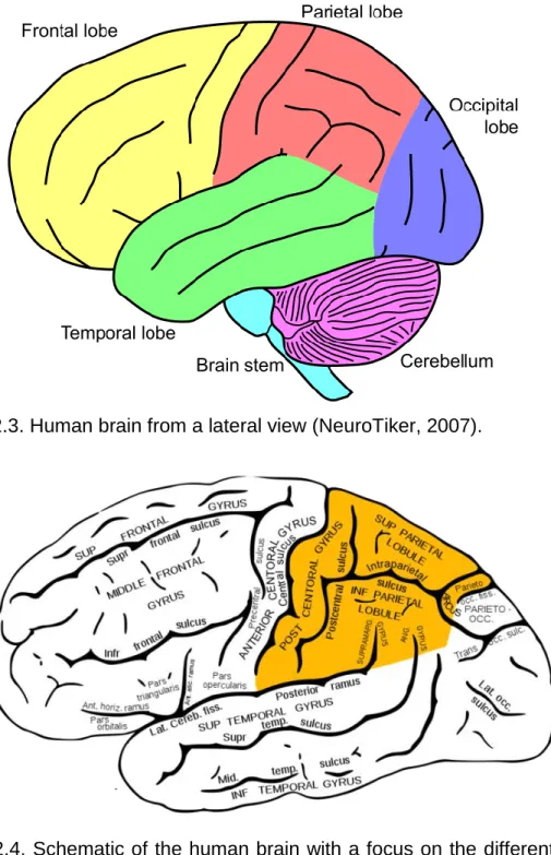 Figure 2.4. Schematic of the human brain with a focus on the different structures  within the parietal lobe (Mysid; &amp; was_a_bee, 2010)
