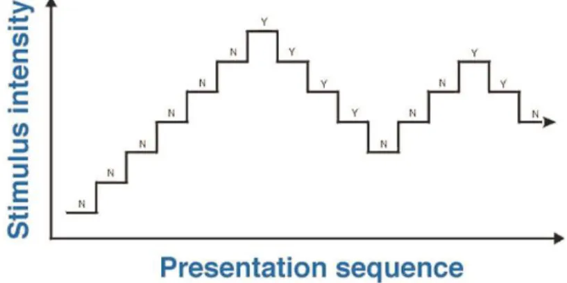 Figure 3.3. An example of the staircase method. Y refers to the response ‘yes, the  stimulus  can  be  seen’  whereas  N  refers  to  ‘no,  the  stimulus  cannot  be  seen’ 