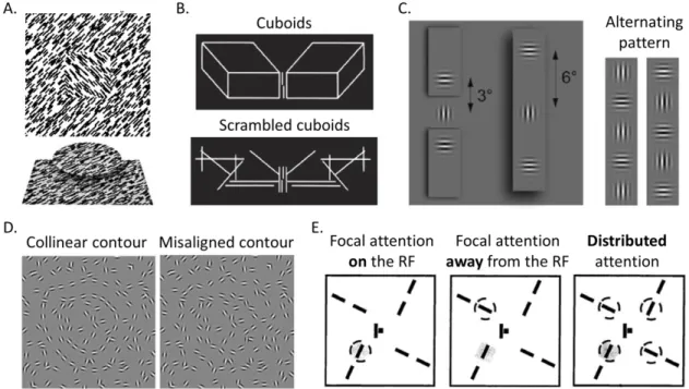 Figure 1.1. Example studies highlighted the effect of global characteristics on the  contextual modulation in V1