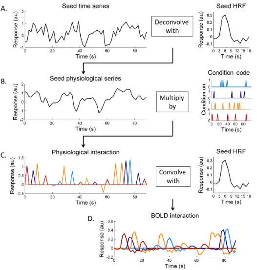 Figure 3.3 An example of the psychophysiological interactions term. A. The seed time  series were first deconvolved based on the estimated HRF to obtain physiological  responses