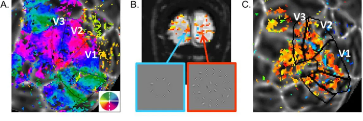 Figure 3.4 Visual area mapping (A) and functional localizer results (B and C). A. Angular  visual field preference of one observers’ left hemisphere obtained from rotating wedge  stimulus (overlay on a flattened patch of the cortical surface centered on th