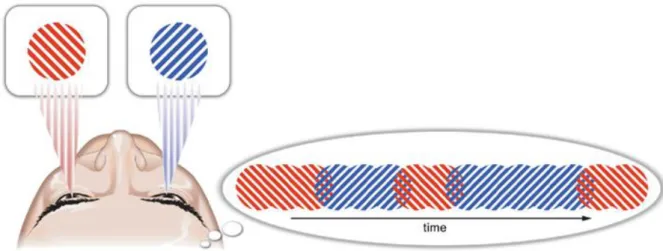 Figure 1.4 An illustration of the phenomenon of binocular rivalry  
