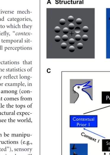 FIGURE 1 | Structural vs. contextual expectations. (A) Example of a structural expectation: the “light-from-above” prior
