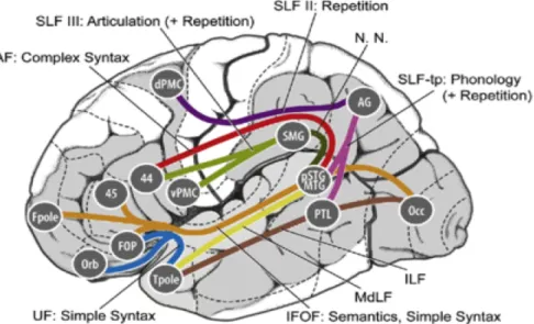 Figure 3. Neurocognitive model of neural pathways supporting auditory language in the brain,  upon which networks for reading are superimposed
