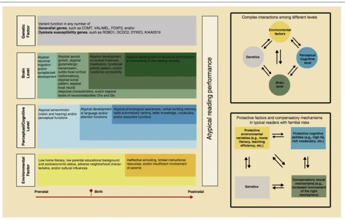 Figure 5. Prenatal to postnatal developmental timeline that summarizes the  multiple levels of risk facts thought to contribute to atypical reading performance