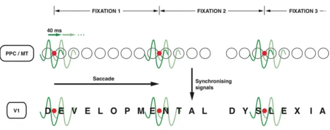 Figure 6. How lower gamma frequency ranges facilitate top-down attentional mechanisms  Reproduced from Vidyasagar (2013), 