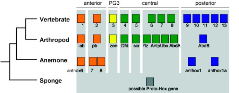 Fig. 1. Hypotheses on the origins of bilateral symmetry in metazoans.