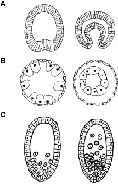 Fig. 1. Major modes of endoderm formation during gastrulation. (A)