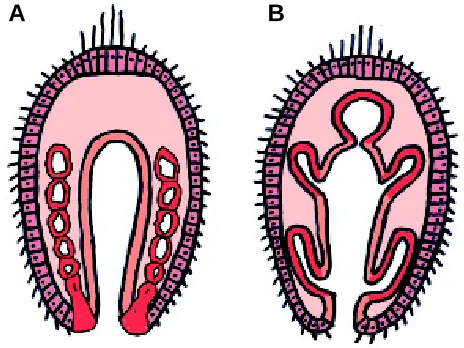 Fig. 2. Major modes of mesoderm formation found in ciliary larvae ofbasal Protostomia and Deuterostomia