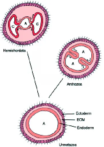 Fig. 3.Possible scenario of the evolutionary origin of mesoderm byare involved in the morphogenesis of mesenteries in Anthozoa andendodermal mesenteries