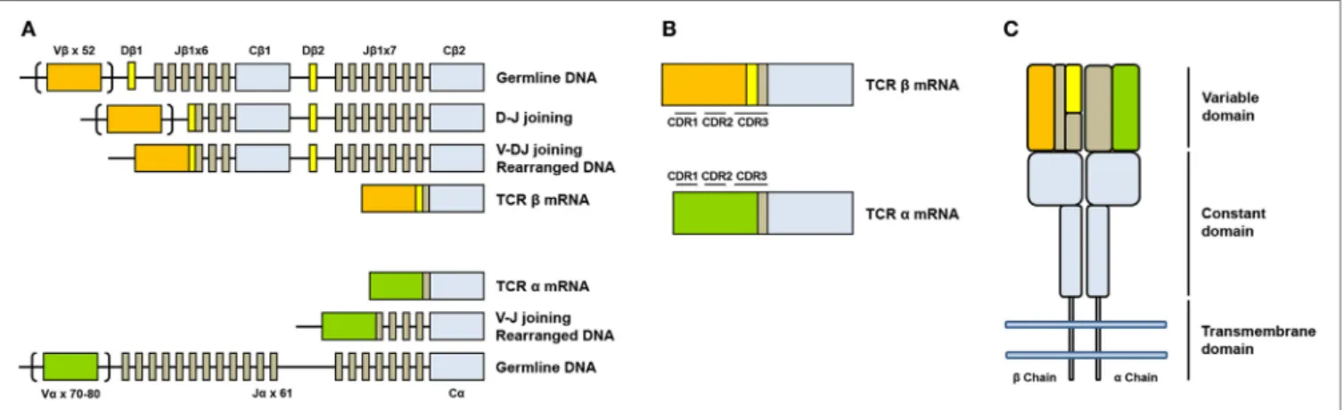 FigURe 1 | Somatic V(D)J arrangement in the alpha and beta chains. (A) Genomic organization and somatic recombination of TCRB and TCRA loci
