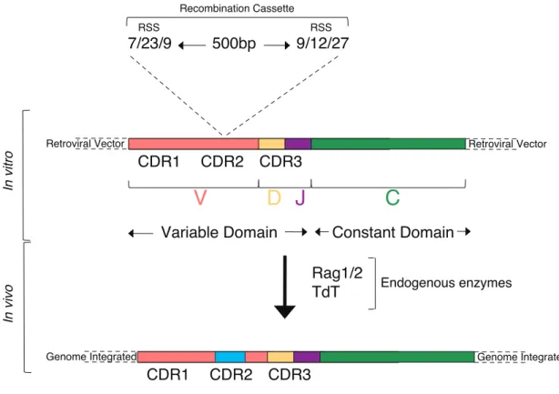 Figure 2. 9: Schematic overview of novel recombination cassette TCR CDR modification system