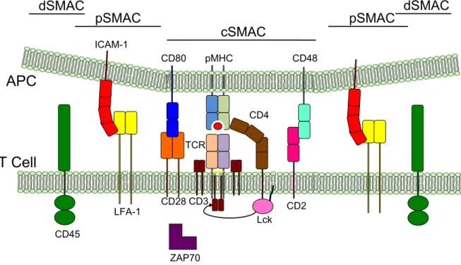 Figure 1. 9: The TCR signals as part of the immunological synapse. 