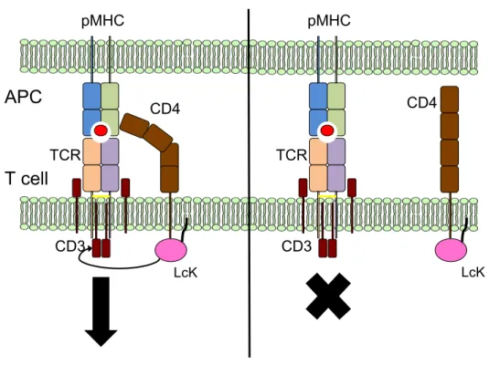 Figure 1. 12: Sequestering of signalling molecules by co-receptors may enforce TCR restriction to MHC