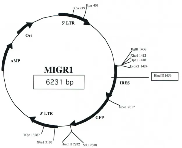 Figure 2. 5: Schematic of pMigR1 retroviral vector used for cloning of WT and modified TCRα and β chains