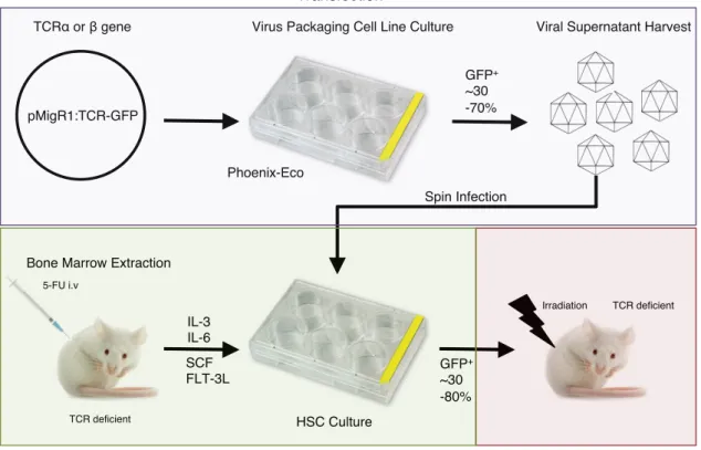 Figure 2. 6: Overview of the retrogenic system used to analysis TCR CDR function in vivo