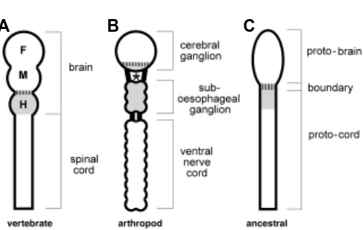 Fig. 2. Basic structure of the mammalian (A) and arthropodian (B)central nervous systems.tritocerebrum and suboesophageal ganglion in Drosophila
