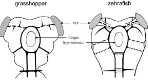 Fig. 3. Early tracts in the anterior central nervous system of an insect(locust, left) and of a vertebrate (zebrafish, right)