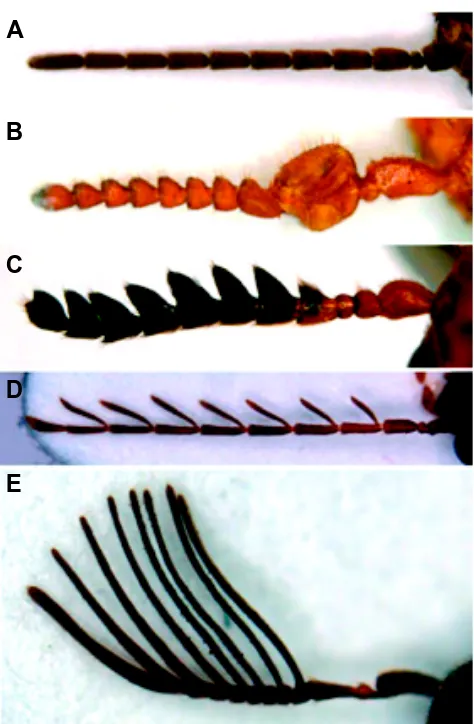 Fig. 4. Eleven-segmented antennae in various coleopter species. Anterior is up in all panels