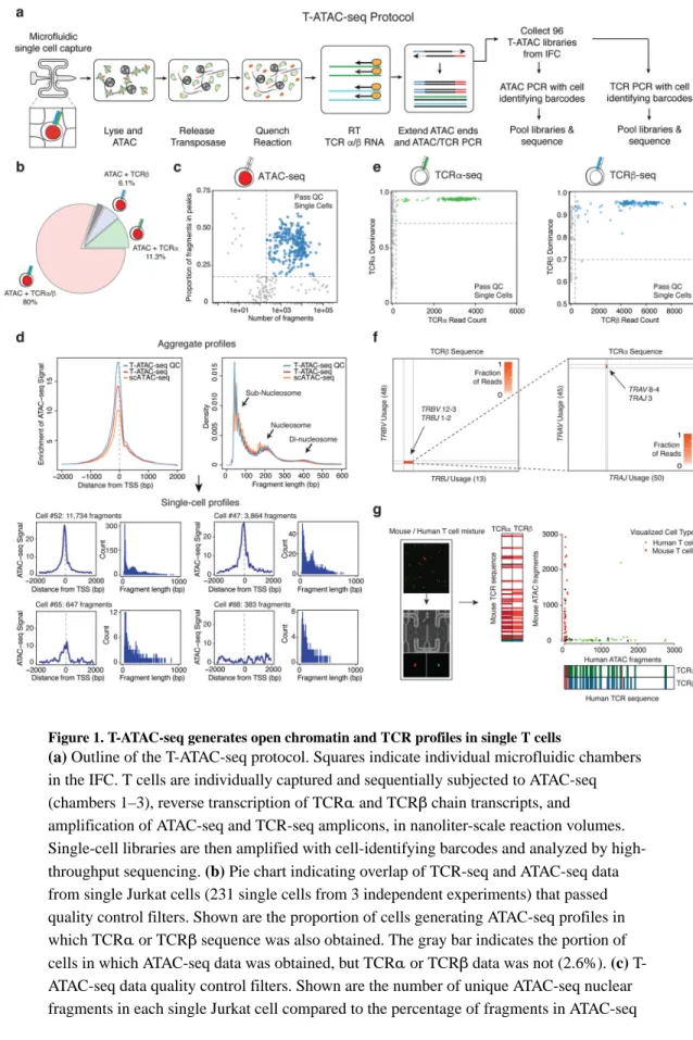 Figure 1. T-ATAC-seq generates open chromatin and TCR profiles in single T cells
