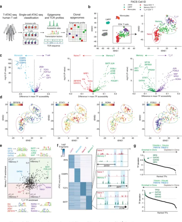 Figure 4. Single-cell epigenomic and TCR profiling of human CD4 +  T cells