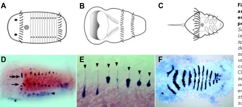 Fig. 2. Variation in larval morphology