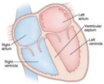 Figure 1. Heart Chambers and Valves [24] 