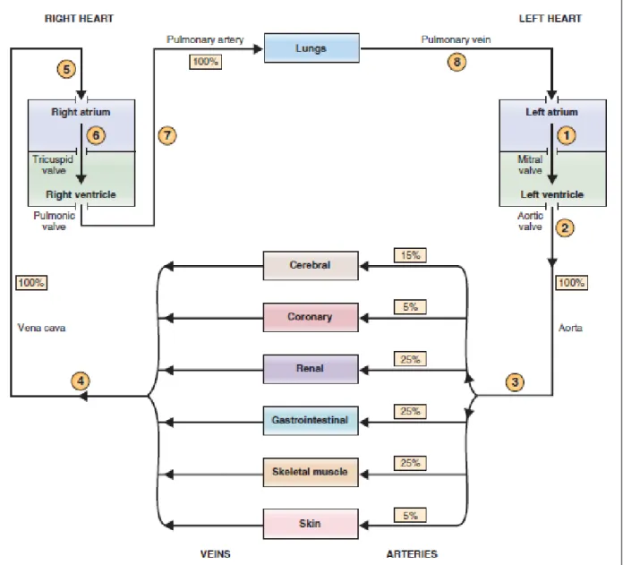 Figure 2. Circuitry of The Cardiovascular System [10] 