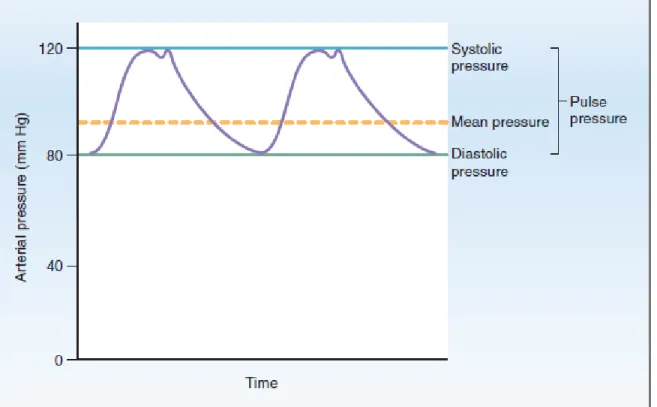 Figure 3. Systemic arterial pressure during the cardiac cycle [10] 