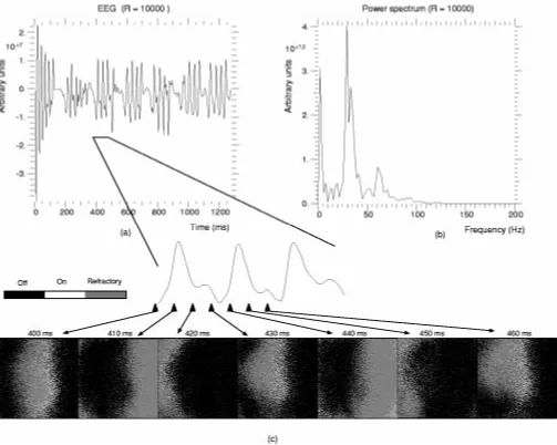 Fig. 9.(a) Simulated EEG. (b) Power spectrum of the EEG. (c) Cortical waves underlying EEG oscillations.