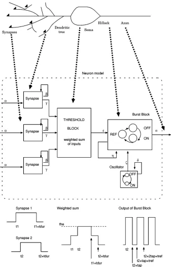 Fig. 1.Message-based event-driven neuron model. Solid arrows indicate origins and destinations of messages